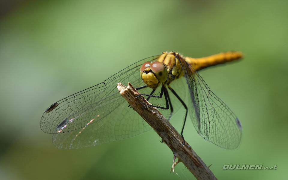 Black Darter (Female, Sympetrum danae)